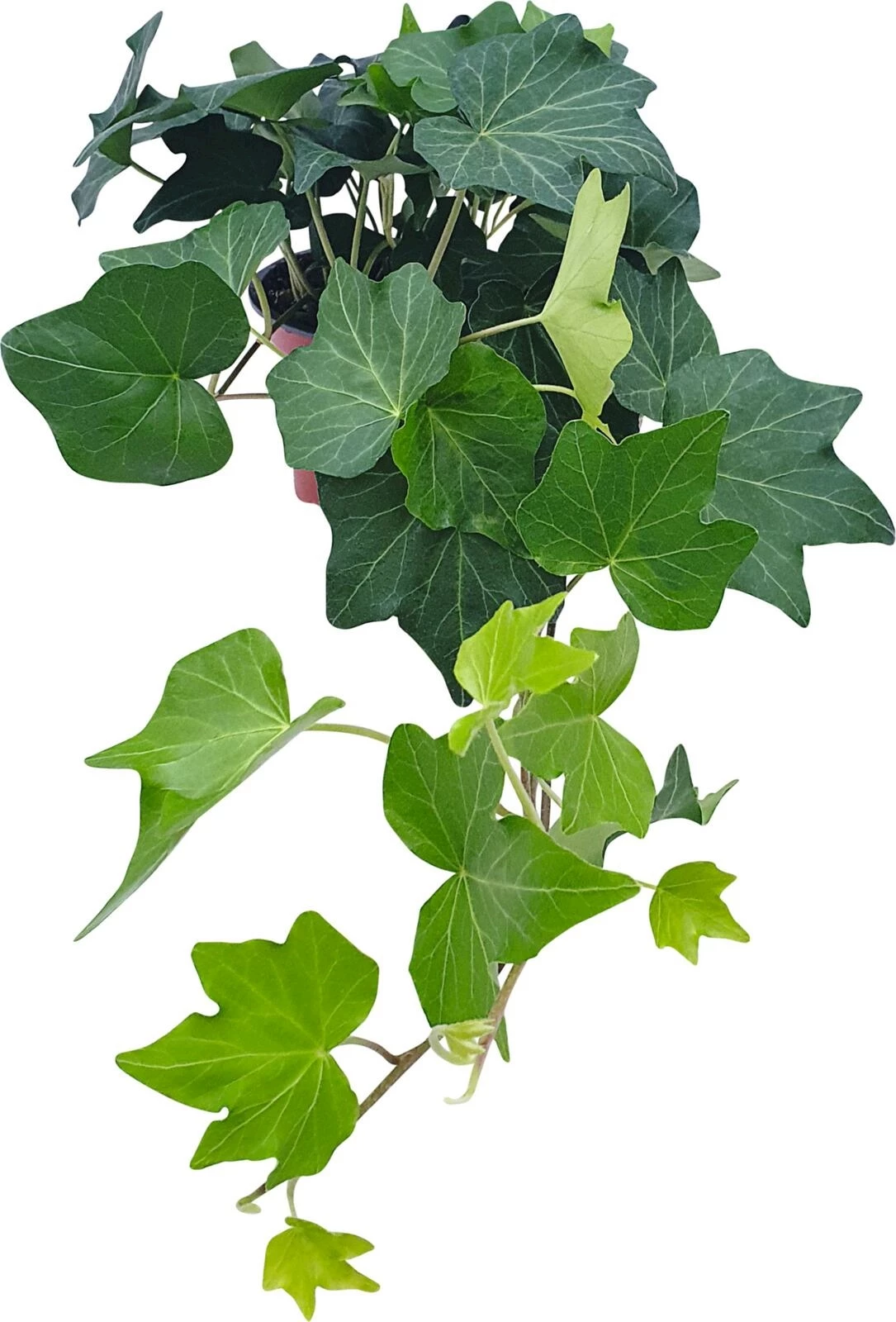 Hedera (Efeu) grün P12 cm