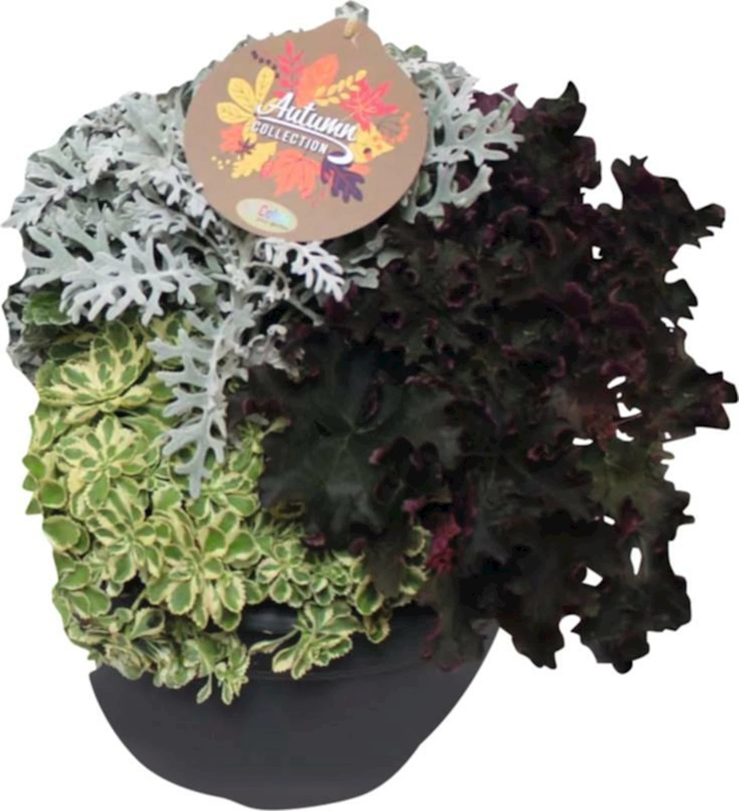 Herbstmix Staude P28 cm