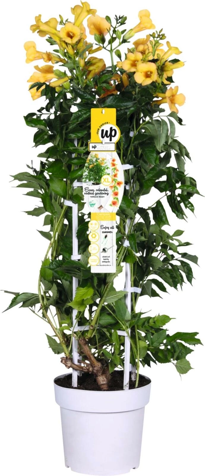 Campsis Summer Jazz P23 cm