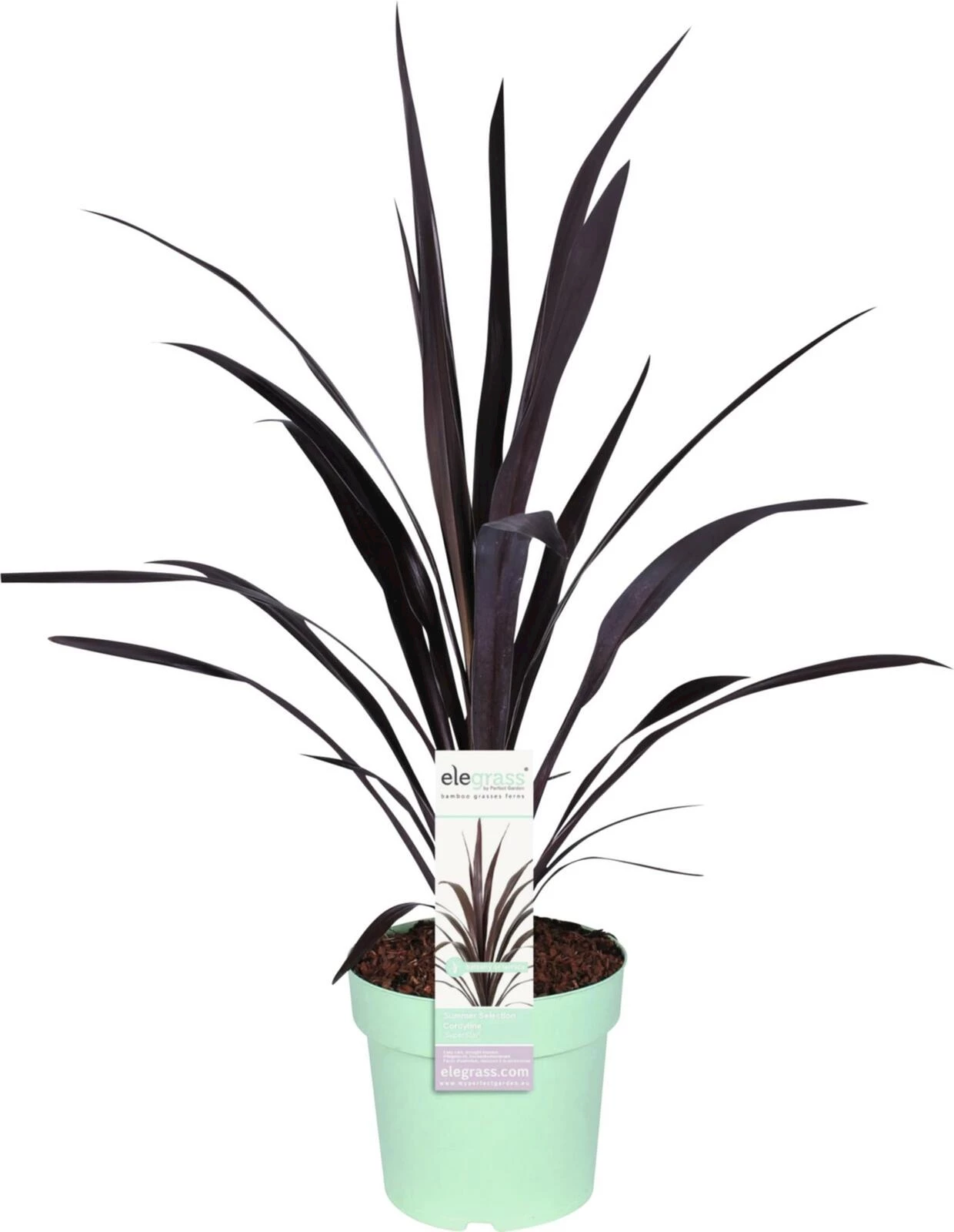 Cordeline superstar P23 cm