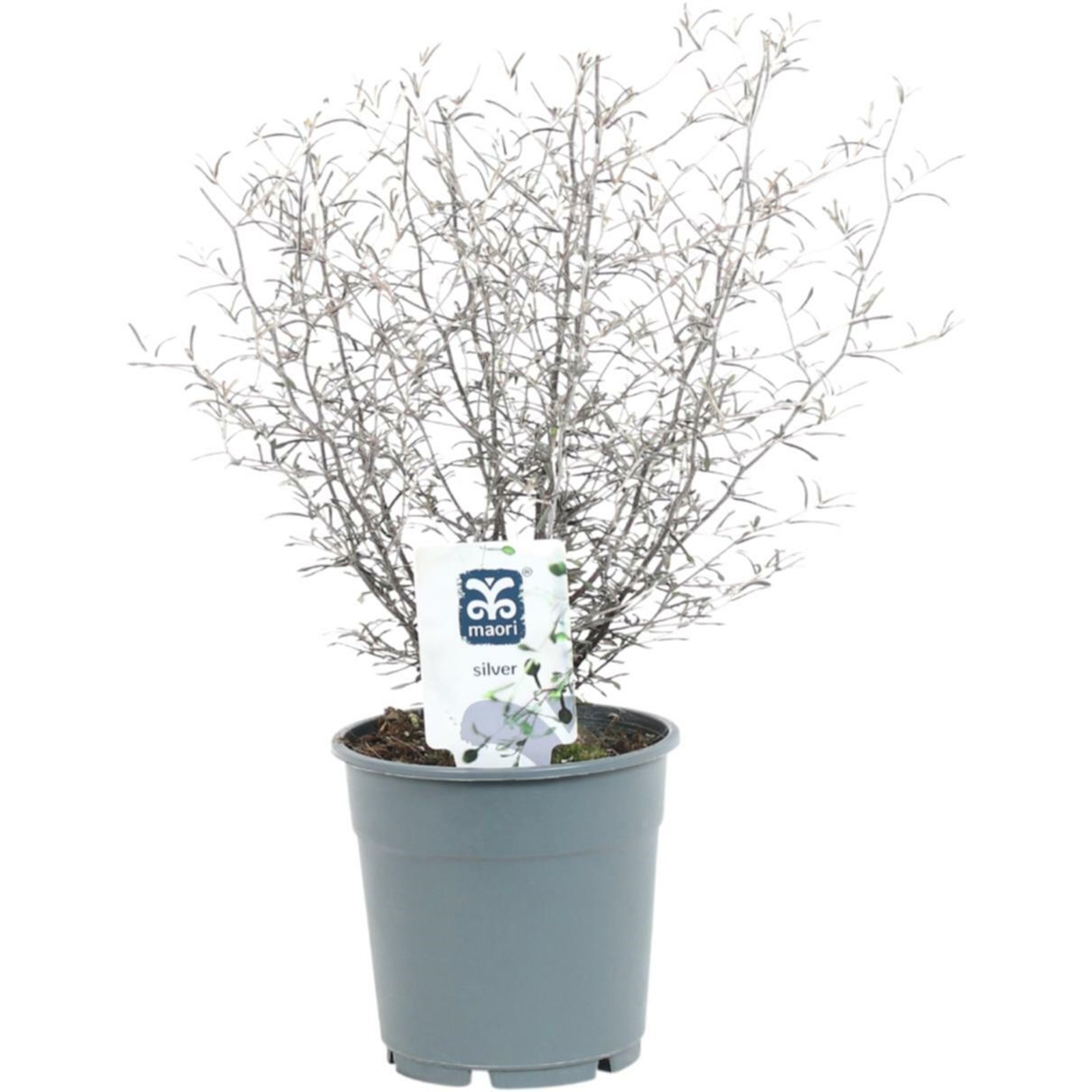 Corokia Maori Silver P12 cm kaufen - Kletterpflanzen u. mehrjährige ...