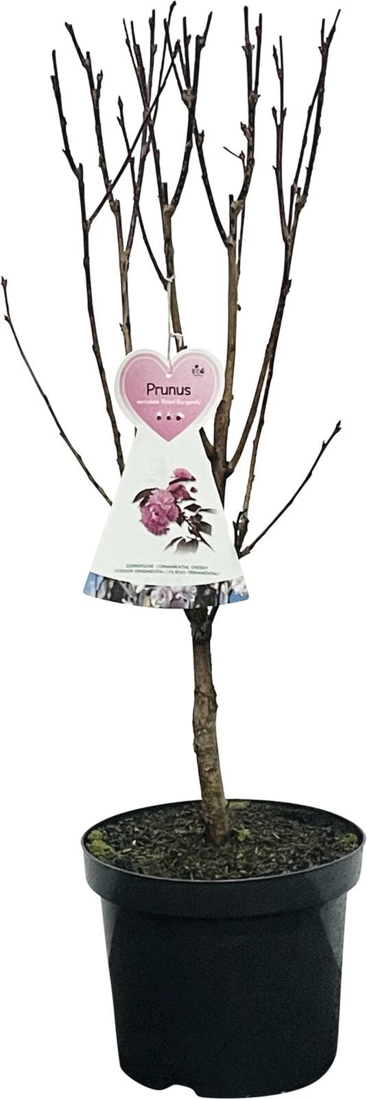 Prunus s. 'Royal Burgundy' P27 cm