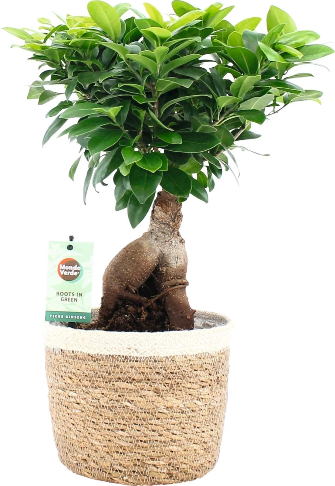 Ficus Ginseng Noah Korb P19 cm