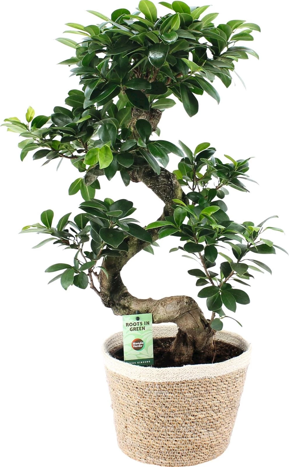 Ficus Ginseng Noah Korb P22 cm