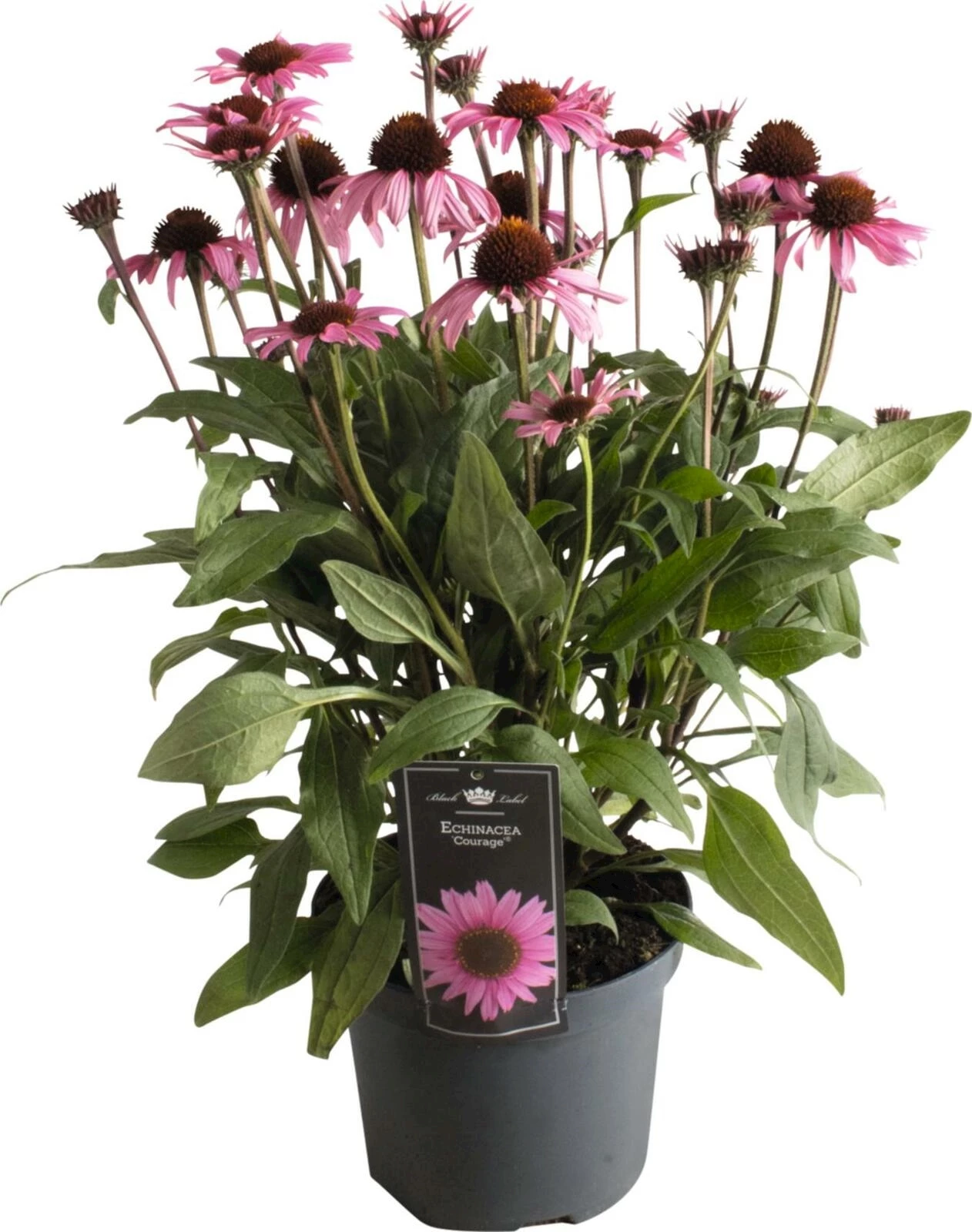 Echinacea Premium Pink P19 cm