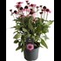 Echinacea Premium Pink P19 cm