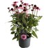 Echinacea Premium Pink P19 cm