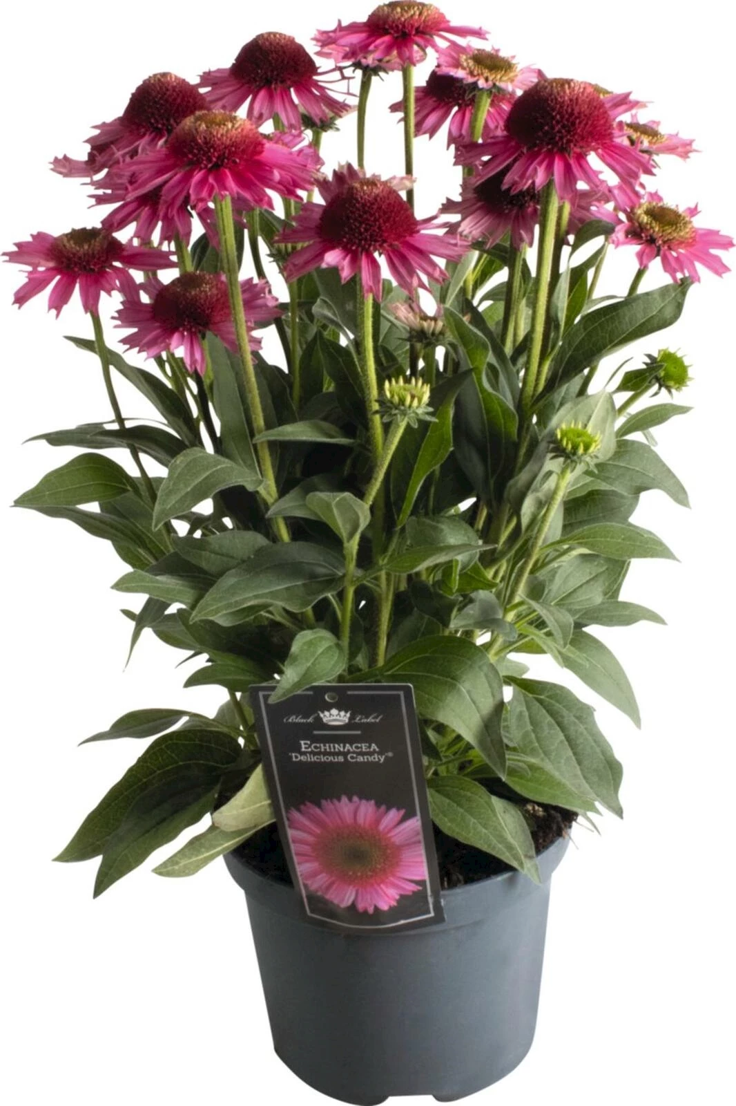 Echinacea Premium Purple P19 cm