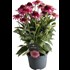 Echinacea Premium Purple P19 cm