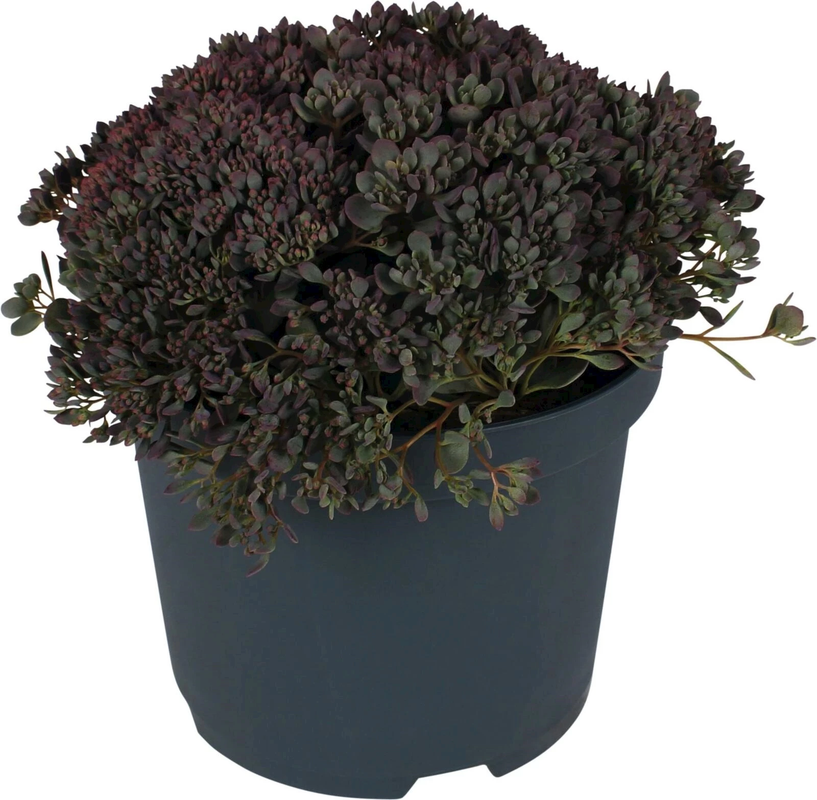 Sedum cauticulum Rocky P19 cm