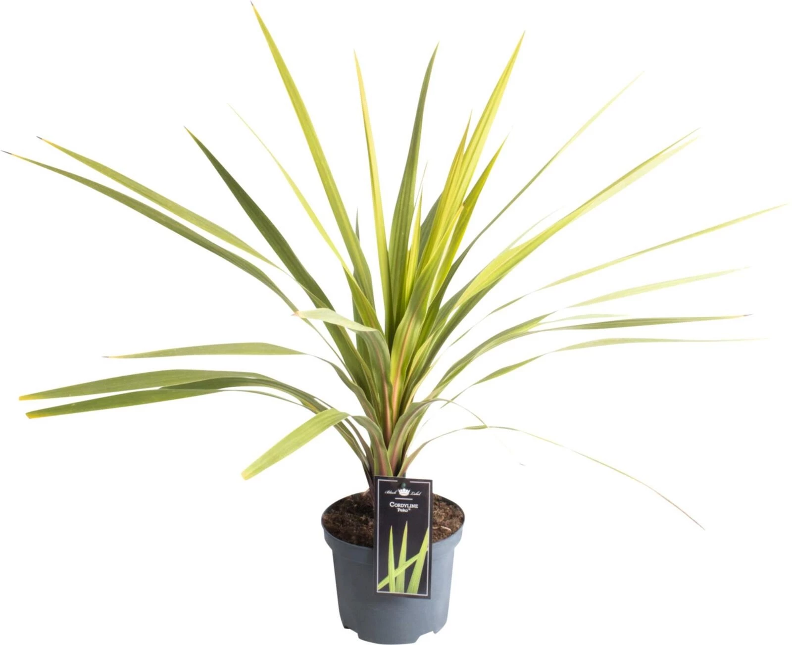 Cordyline Peko P19 cm