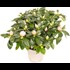 Azalea grossblumig P12 cm