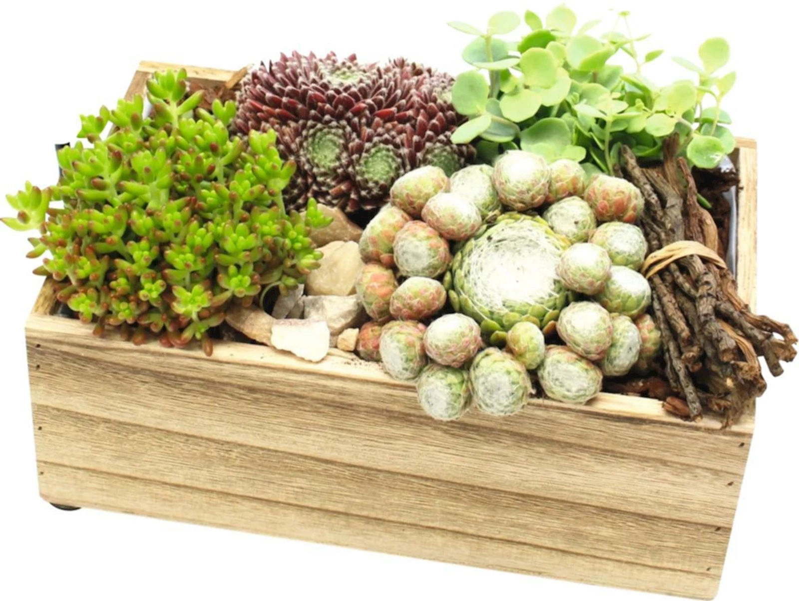 Sempervivum Arrangement P18X9  cm