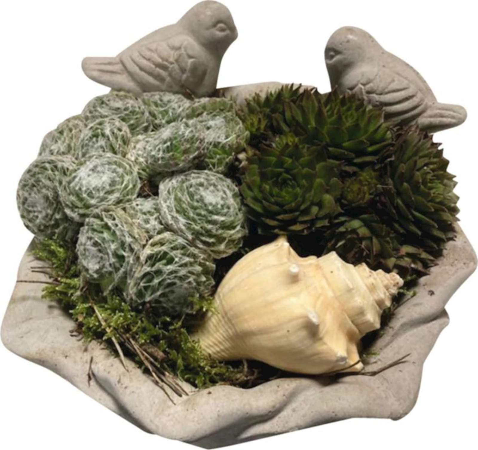 Sempervivum Arrangement Vogel P19  cm