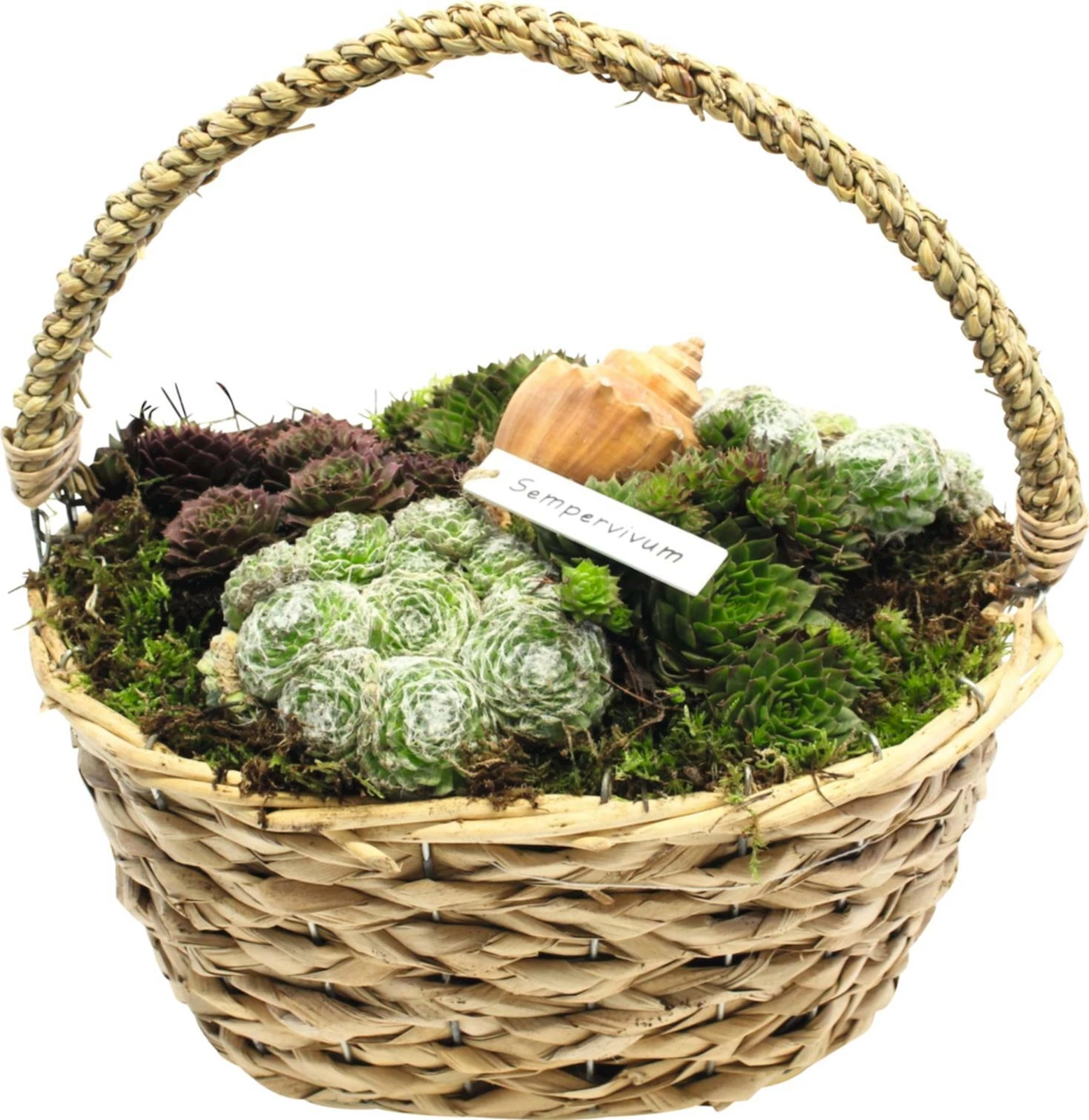 Sempervivum Arrangement Korb P30x20  cm