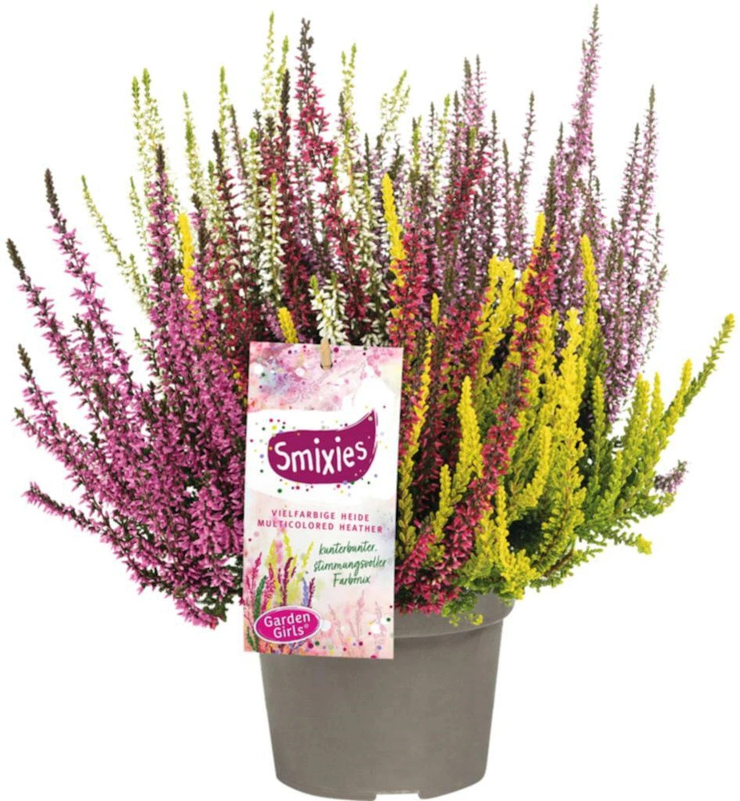 Calluna vulgaris 5mixies P13 cm