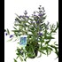 Caryopteris cland.Heavenly blue P3 l
