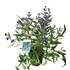 Caryopteris cland.Heavenly blue P3 l