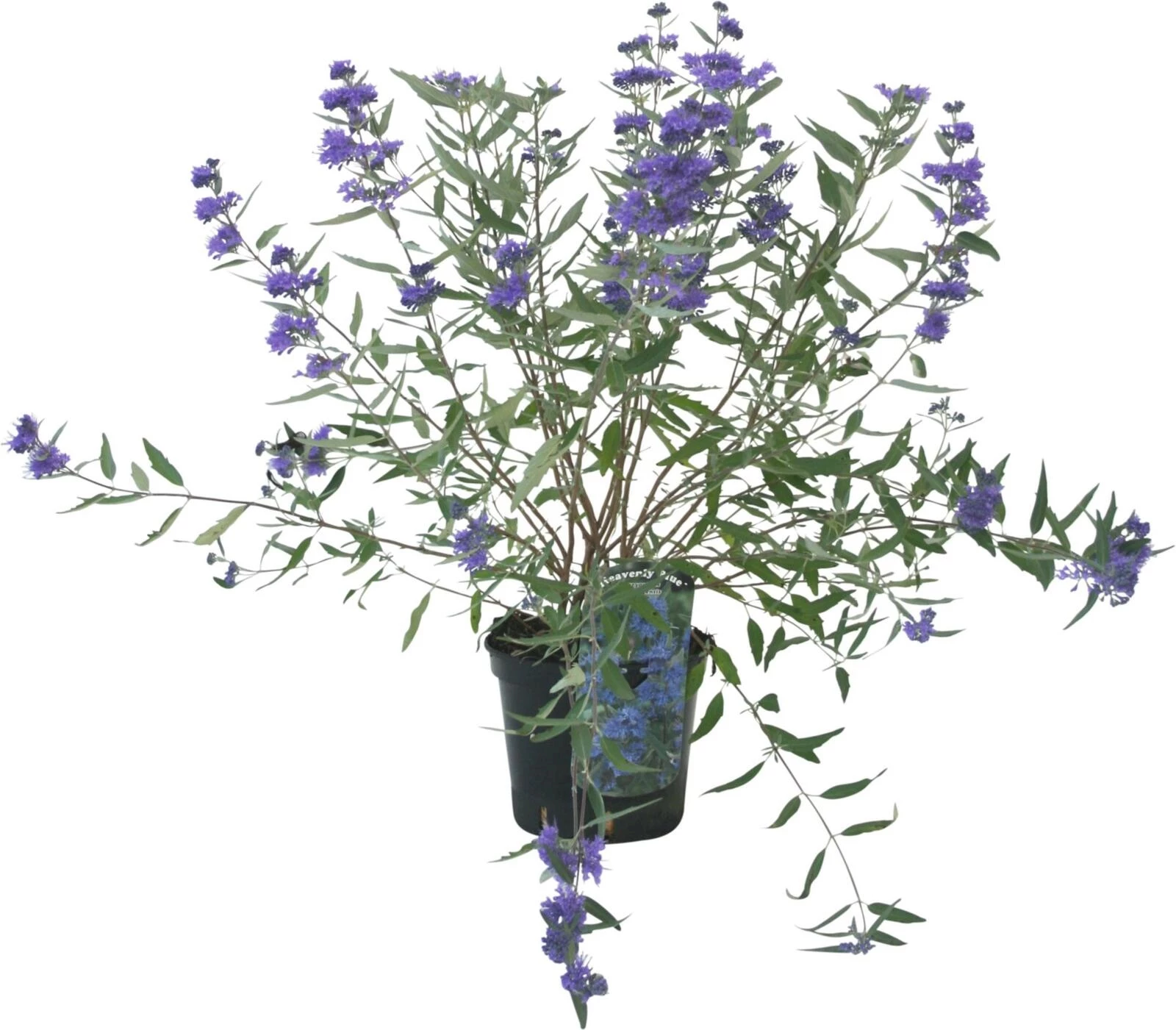 Caryopteris cland.Heavenly blue P3 l