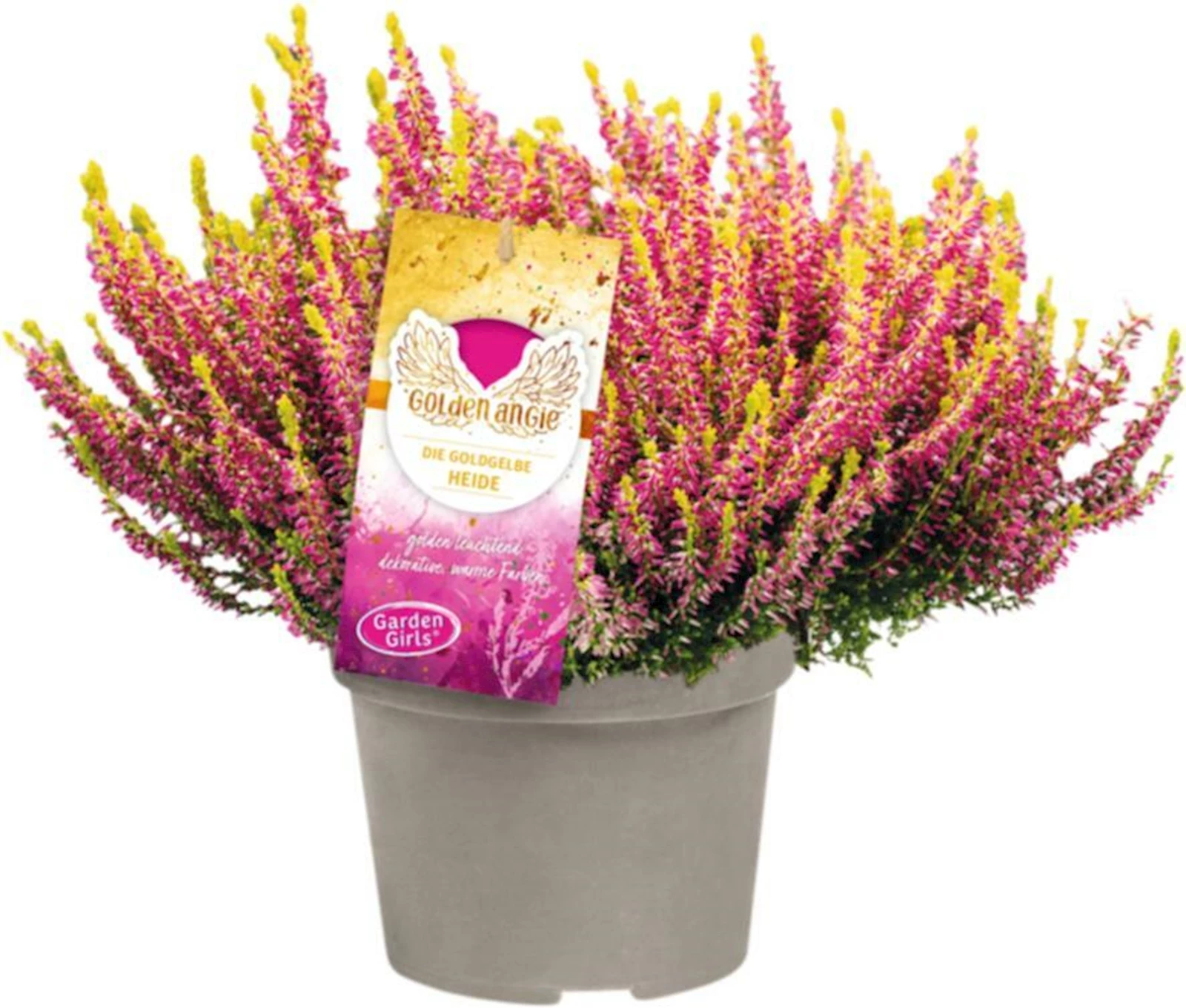 Calluna vulg.Golden Angie P13 cm