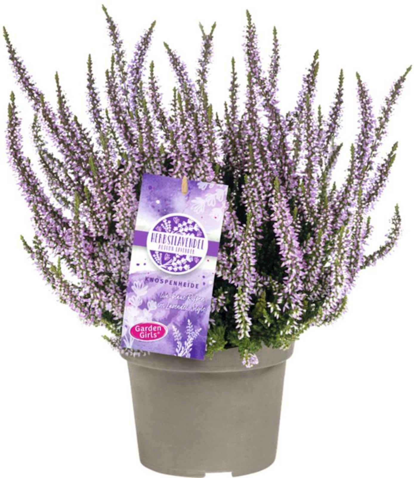 Calluna vulg.Herbstlavendel P13 cm