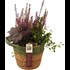 Corbeille de roseaux plant. ronde P18 cm