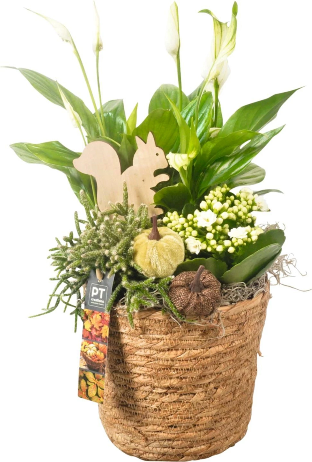 Schilfkorb bepfl. P17 cm