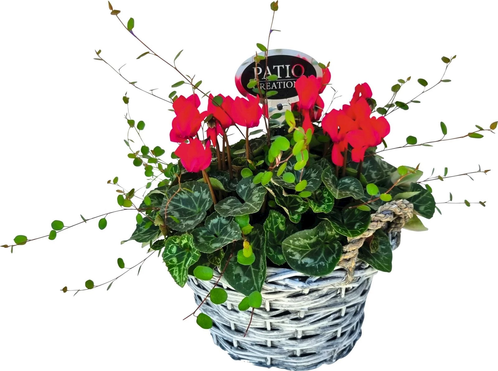 Cyclamen Mühlebeckia P24 cm