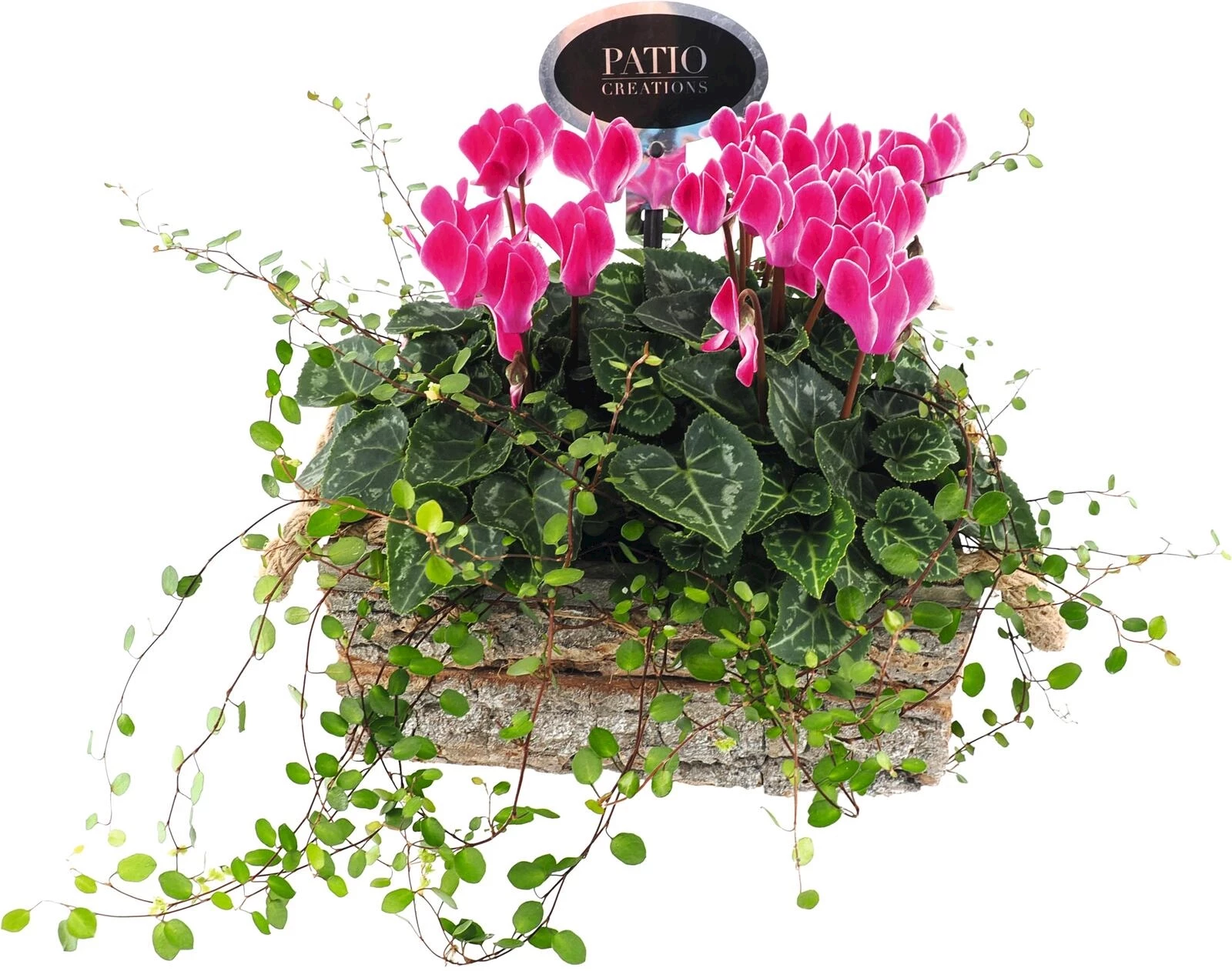 Patio Cyclamen Mühlebeckia P20x14 cm