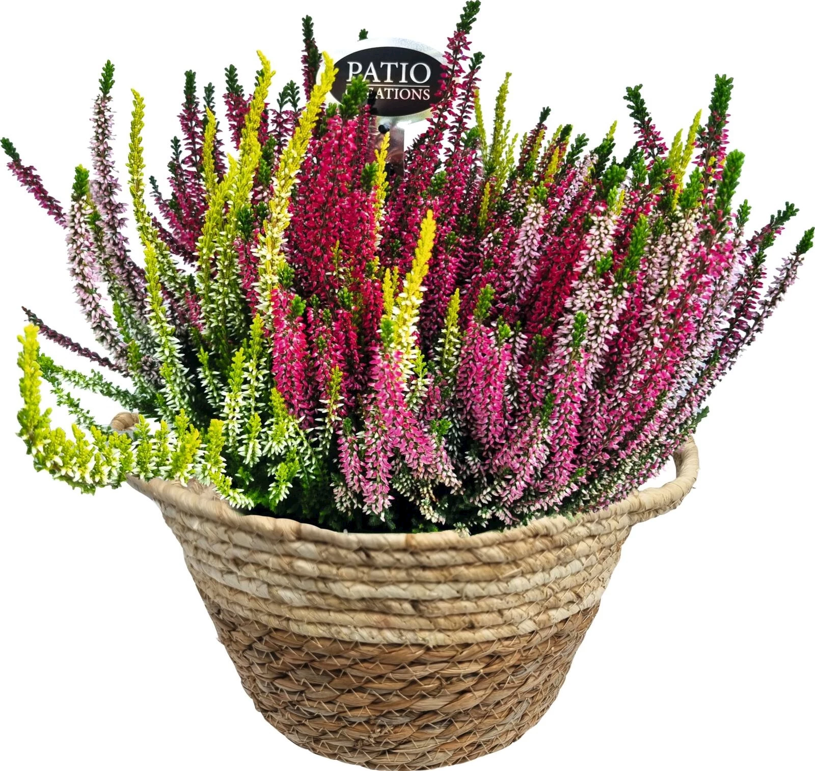 Calluna-trio im Korb P23 cm