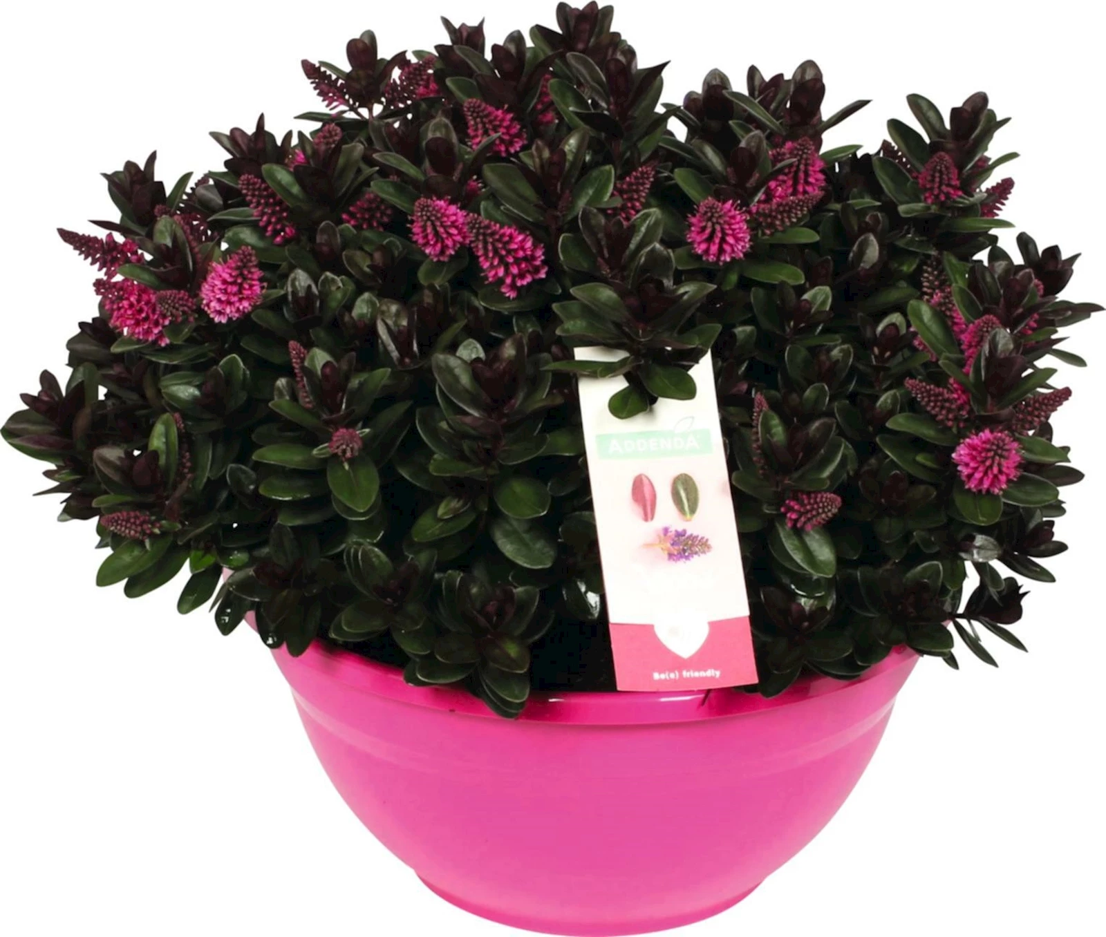 Hebe Addenda rosa P33 cm