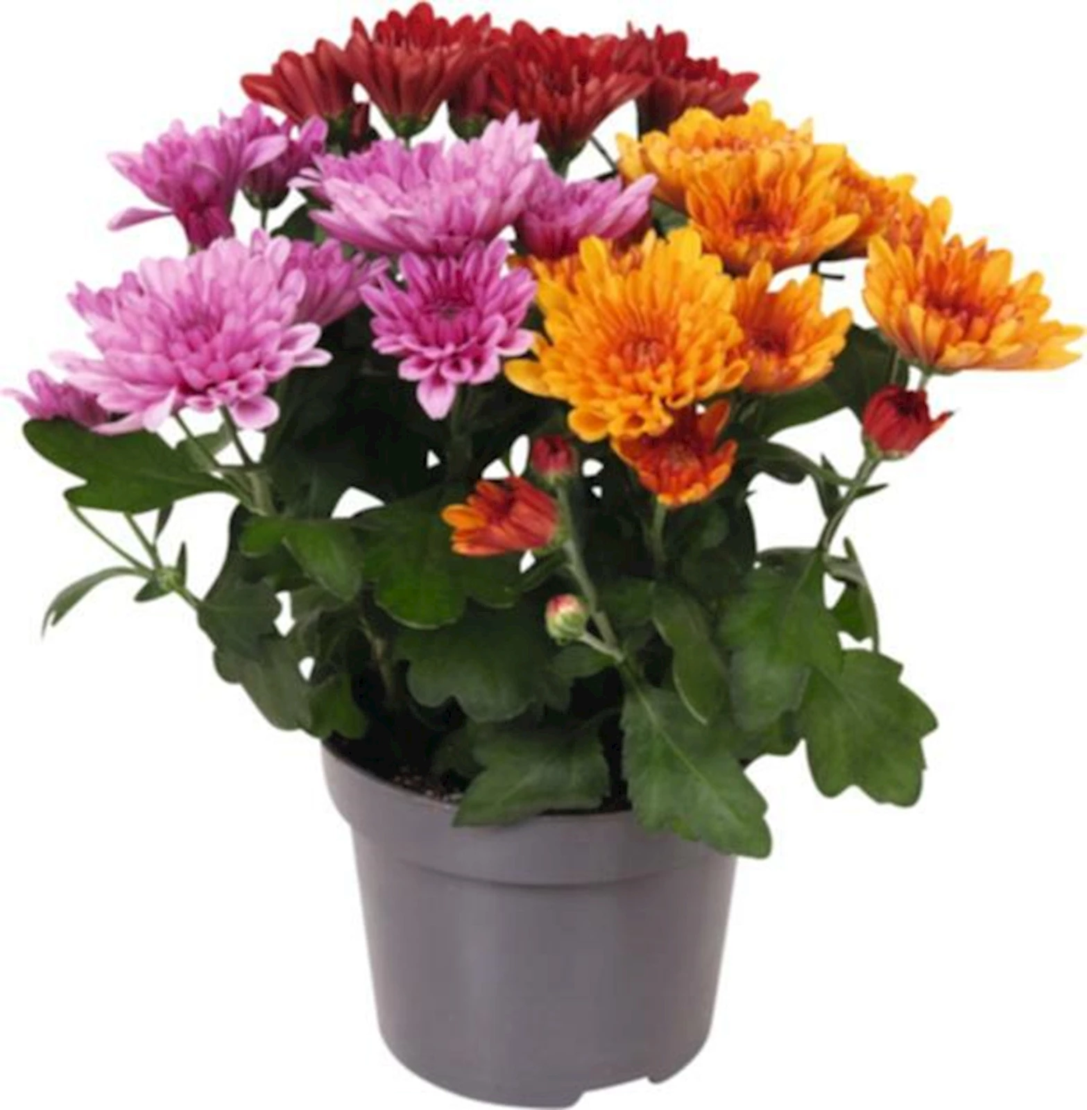 Chrysanthemum Autumn P12 cm