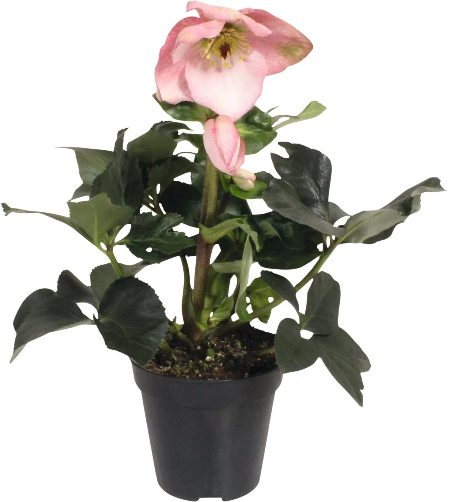 Helleborus Lemperii P15 cm