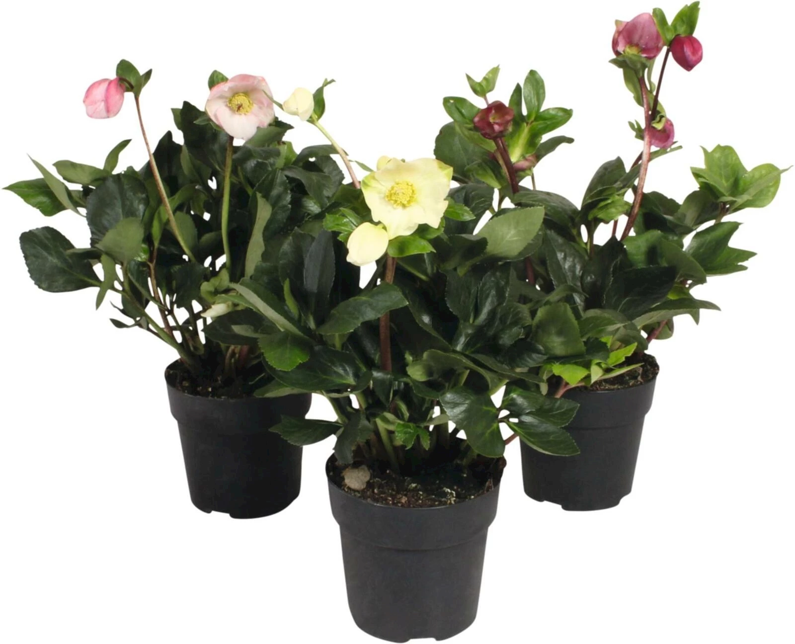 Helleborus Lemperii P15 cm