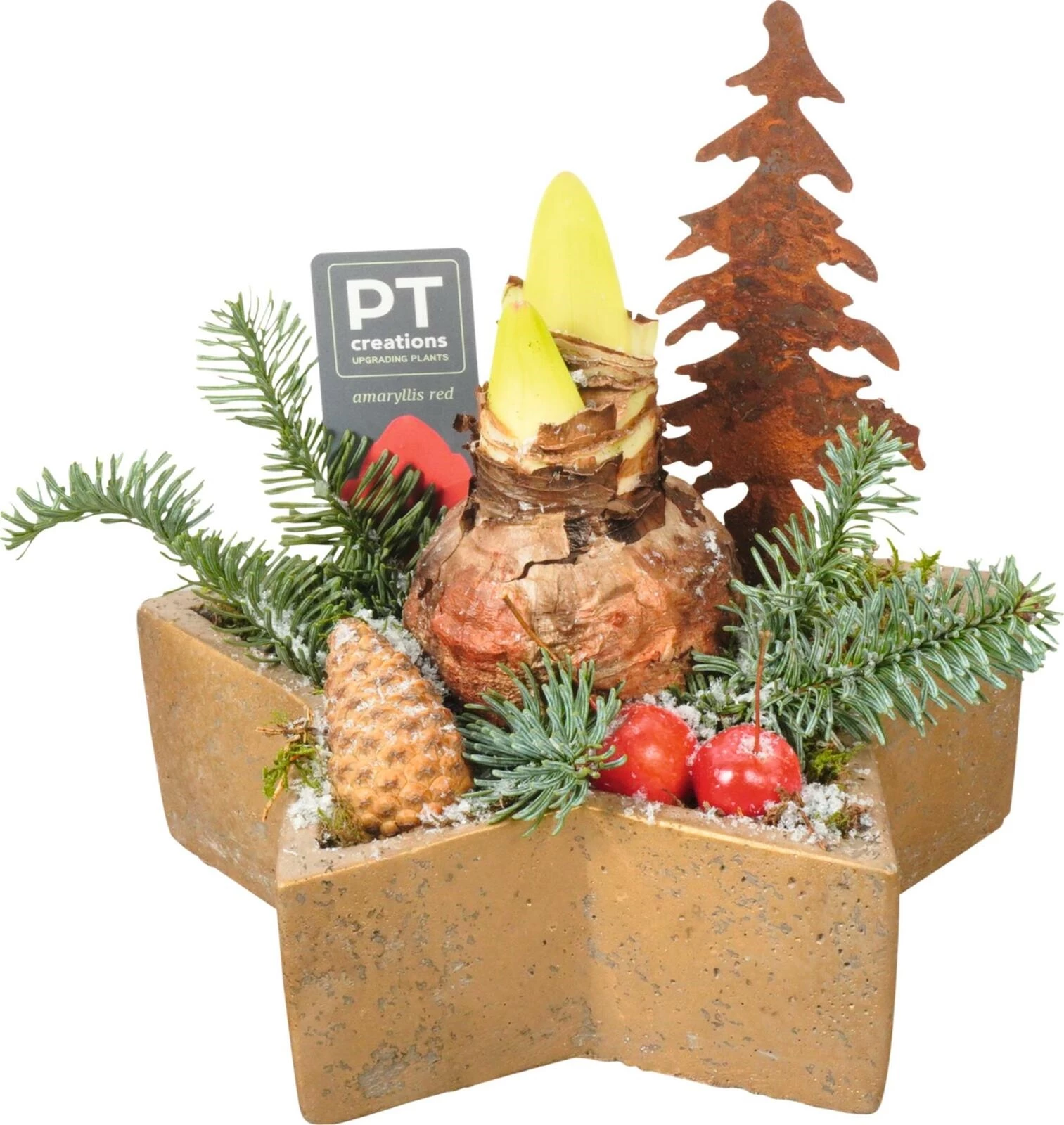 Étoile en beton planté P20 cm