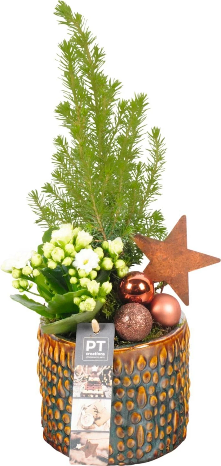 Pot céramique rond planté P13 cm