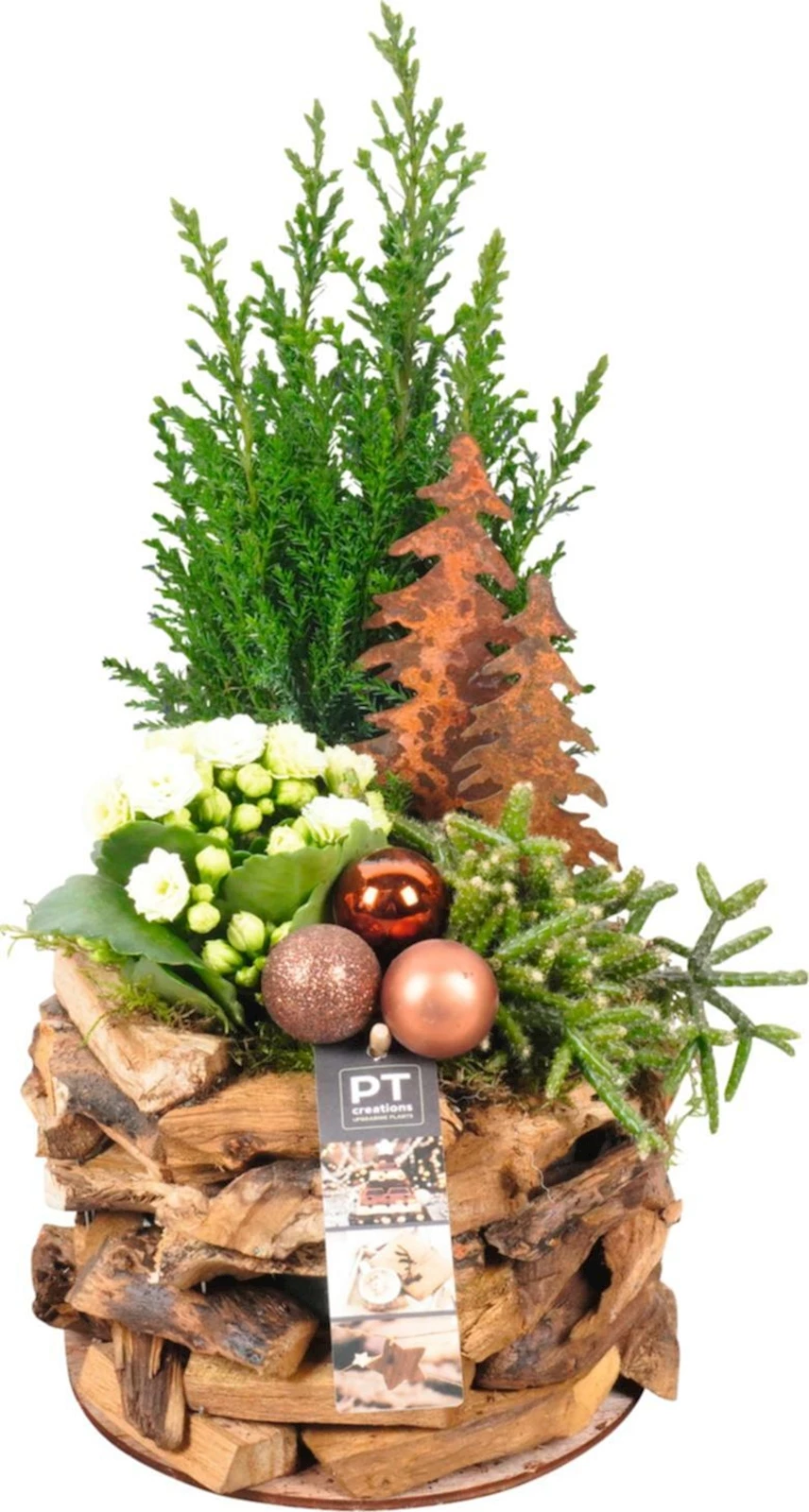 Pot bois rond planté P17 cm