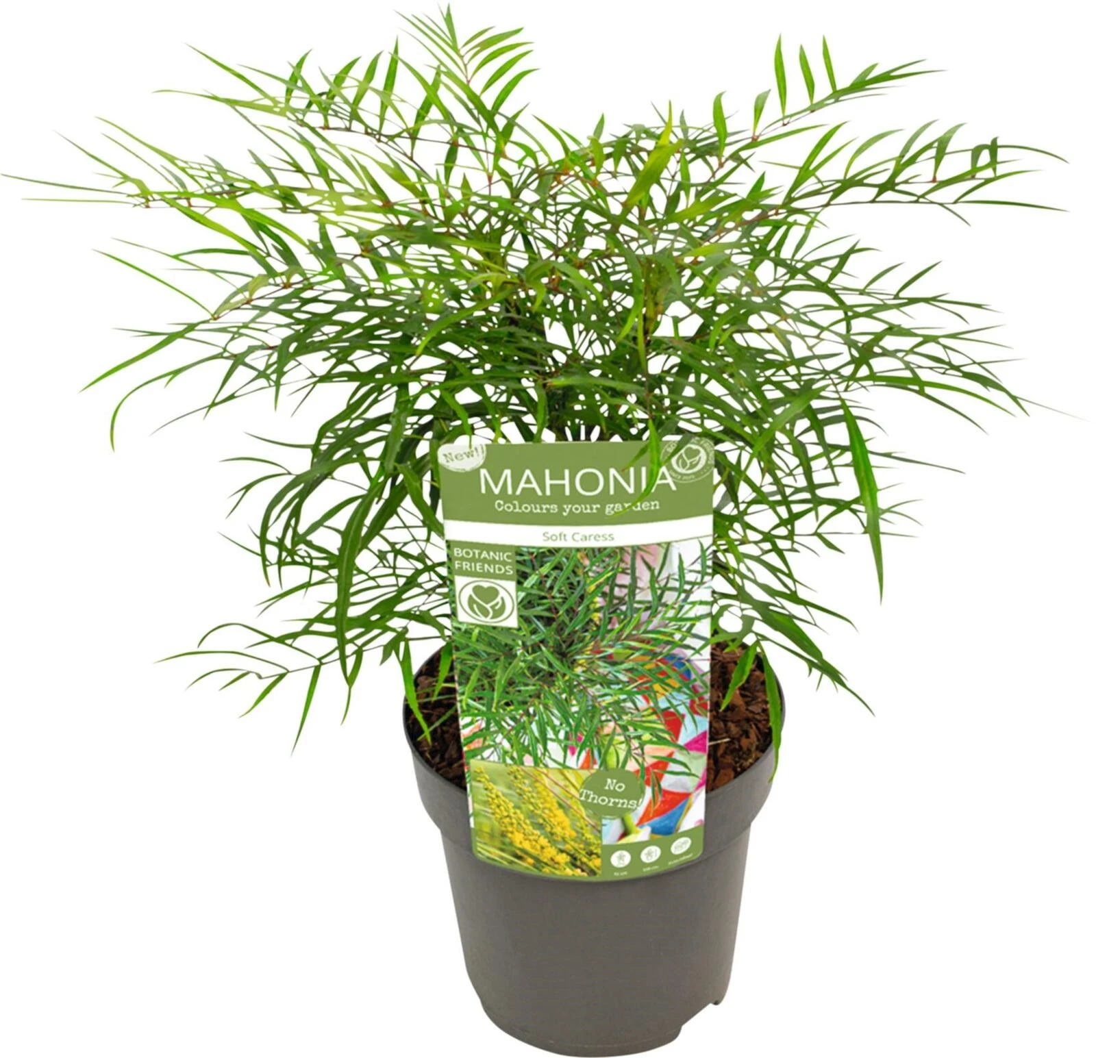 Mahonia soft caress P19 cm