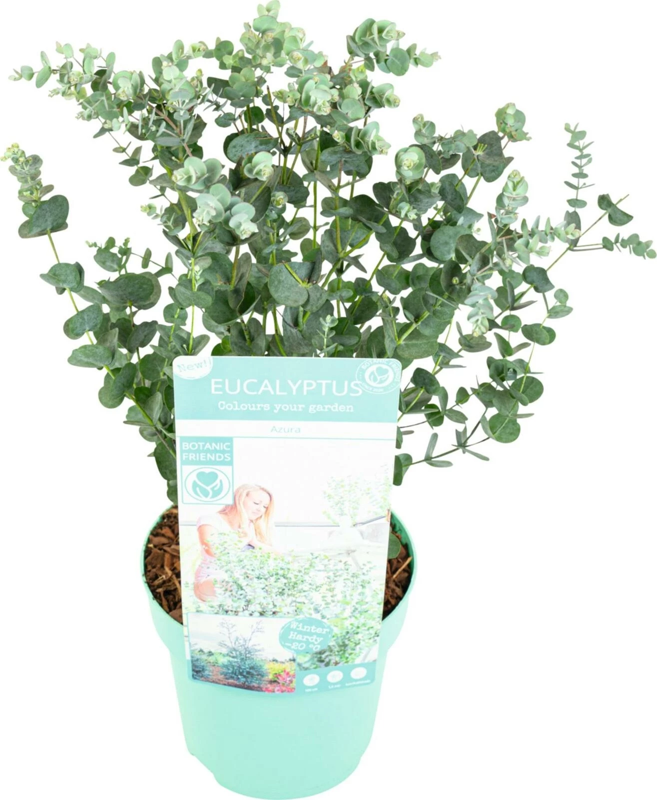 Eucalyptus gunni Azura P15 cm