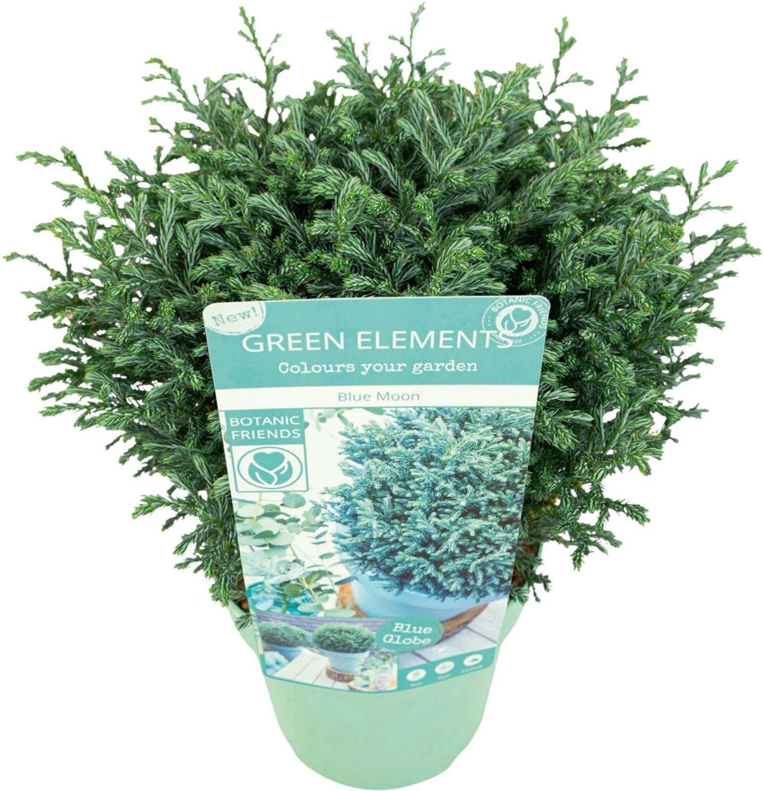 Hebe blue moon P17 cm