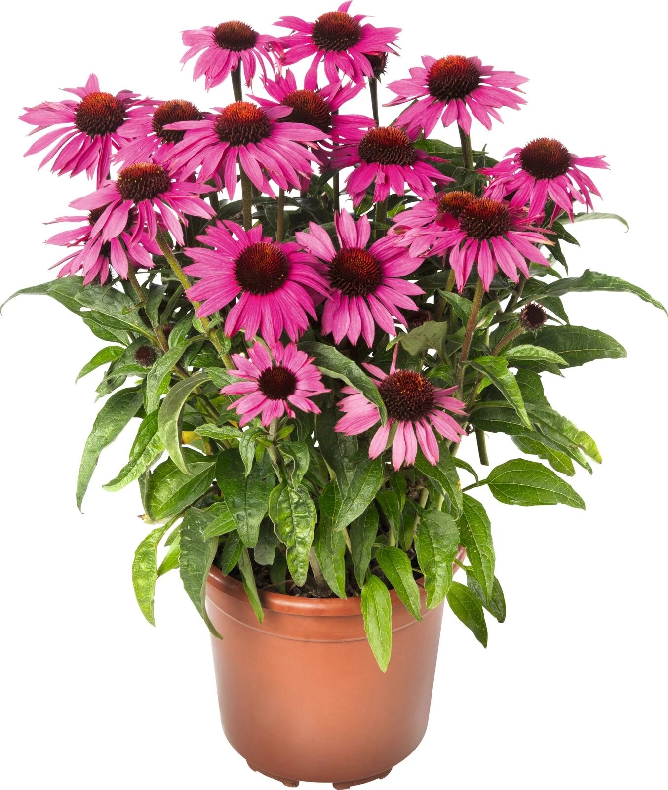 Echinacea  P3 l