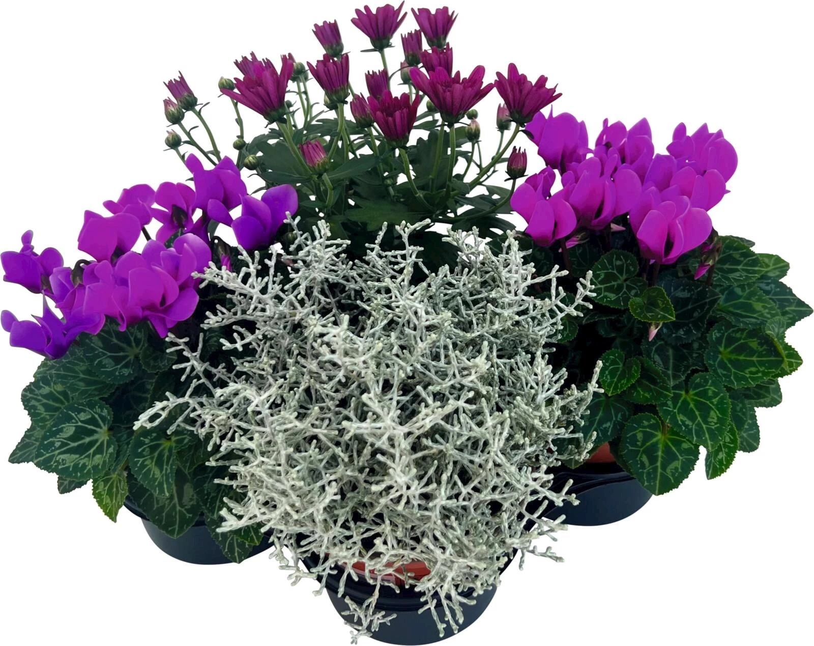 Herbstpflanzen 4er Set lila/rosa/grau P1