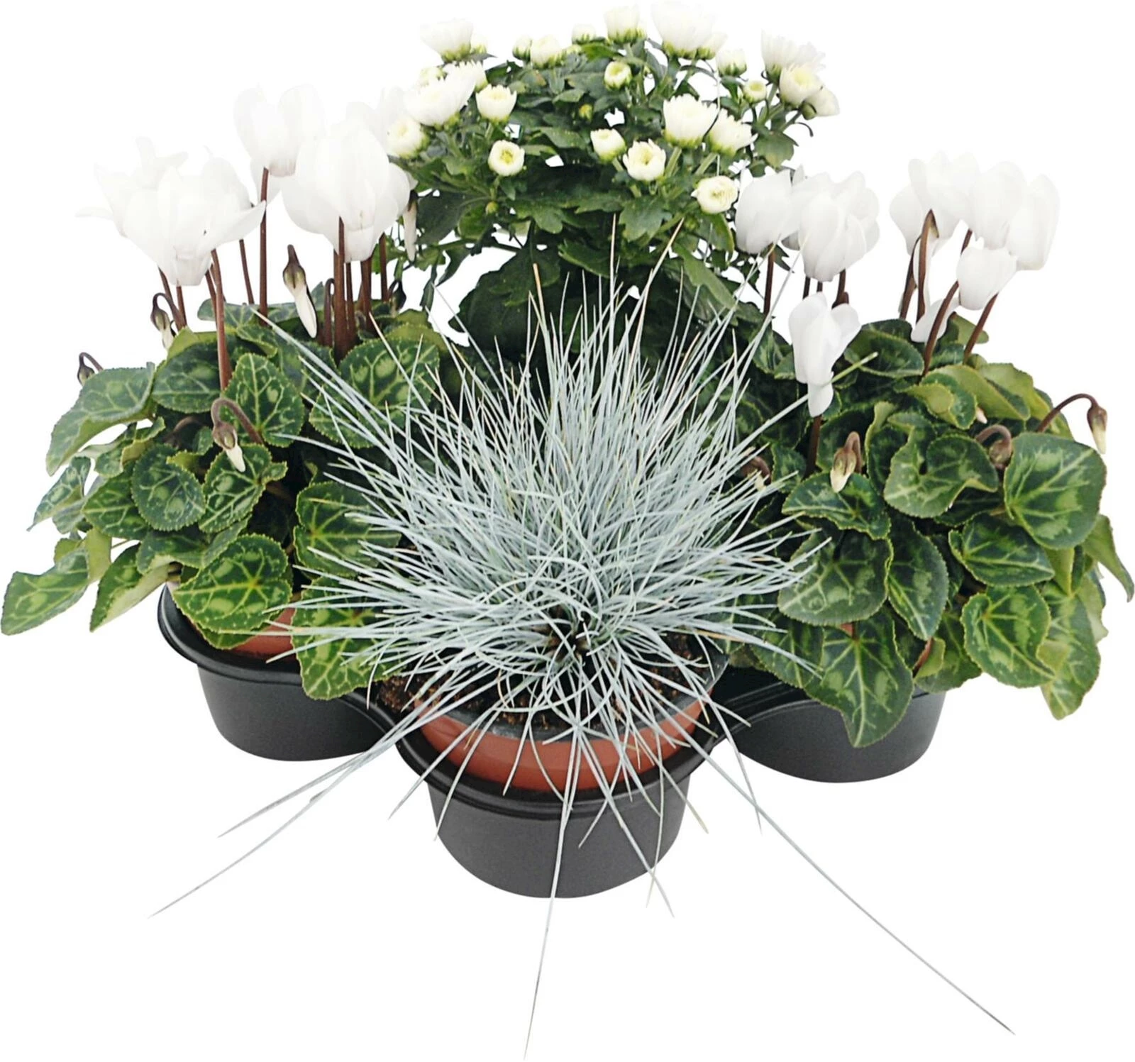 Plantes d'automne, set de 4, blanc/argen