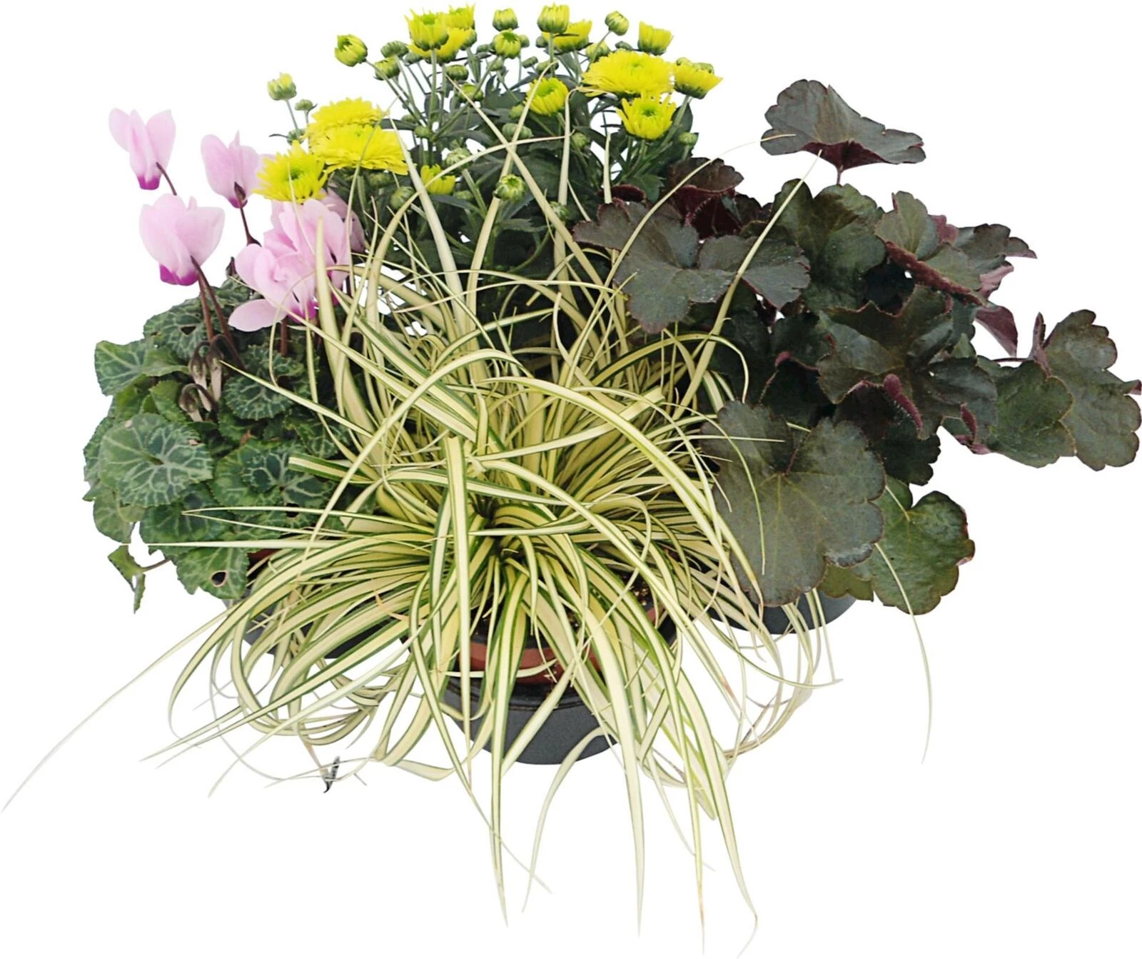 Herbstpflanzen 4er Set Herbstfarben  P10