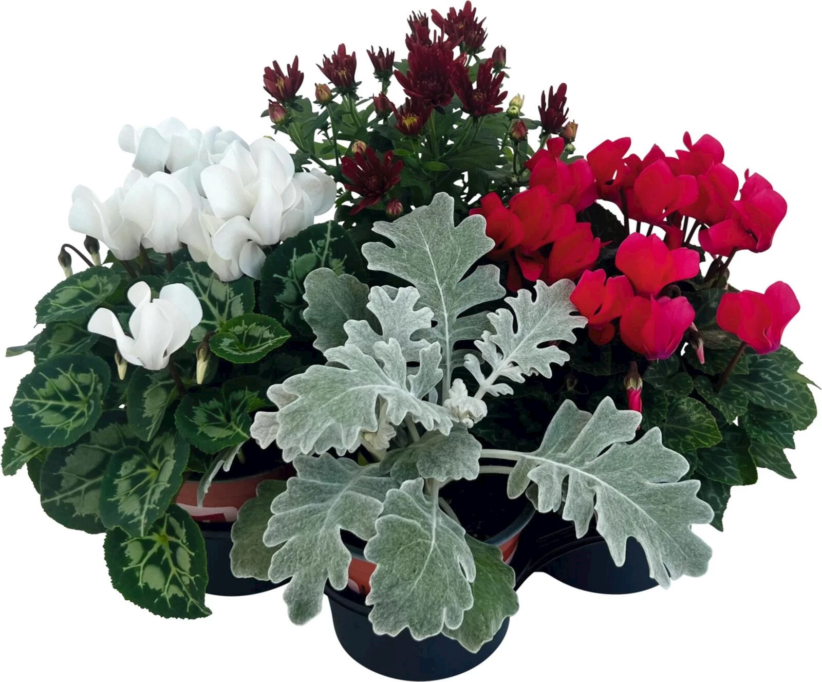 Plantes d'automne, set de 4, rouge/blanc
