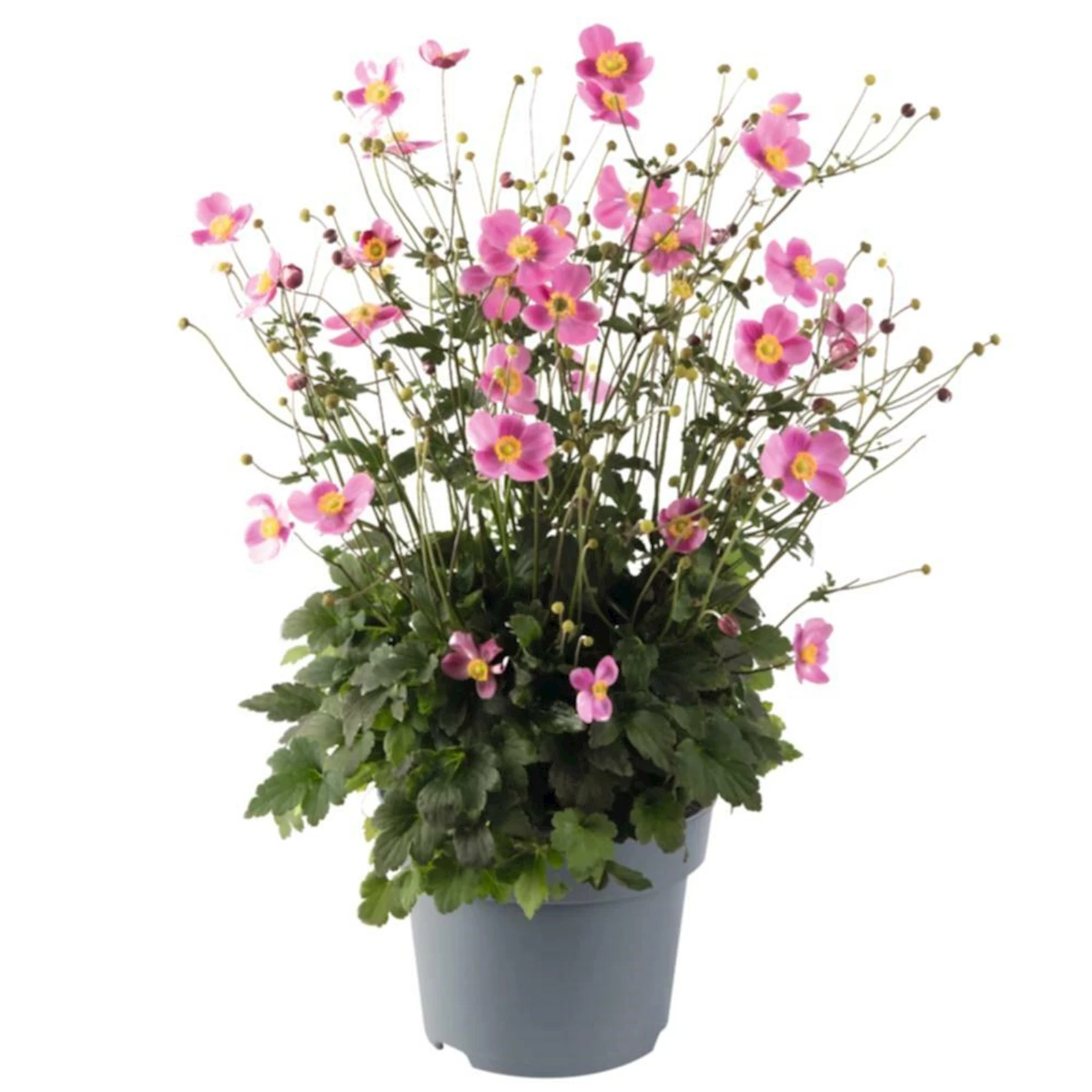 Anemone kompakt P3 l