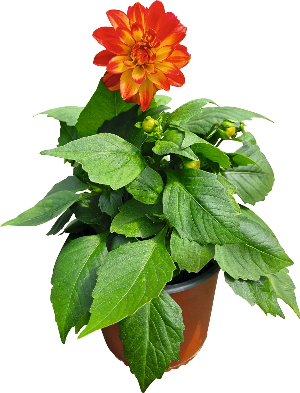 Dahlien früh P17 cm