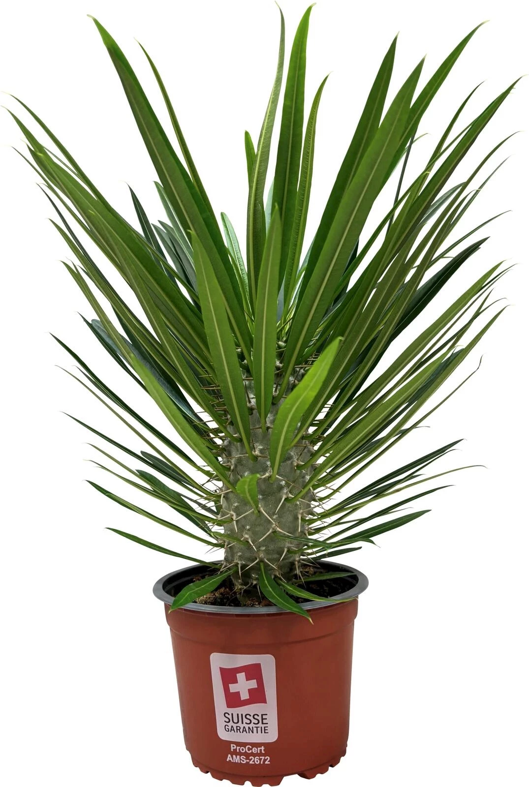 Pachypodium lamerei P14 cm