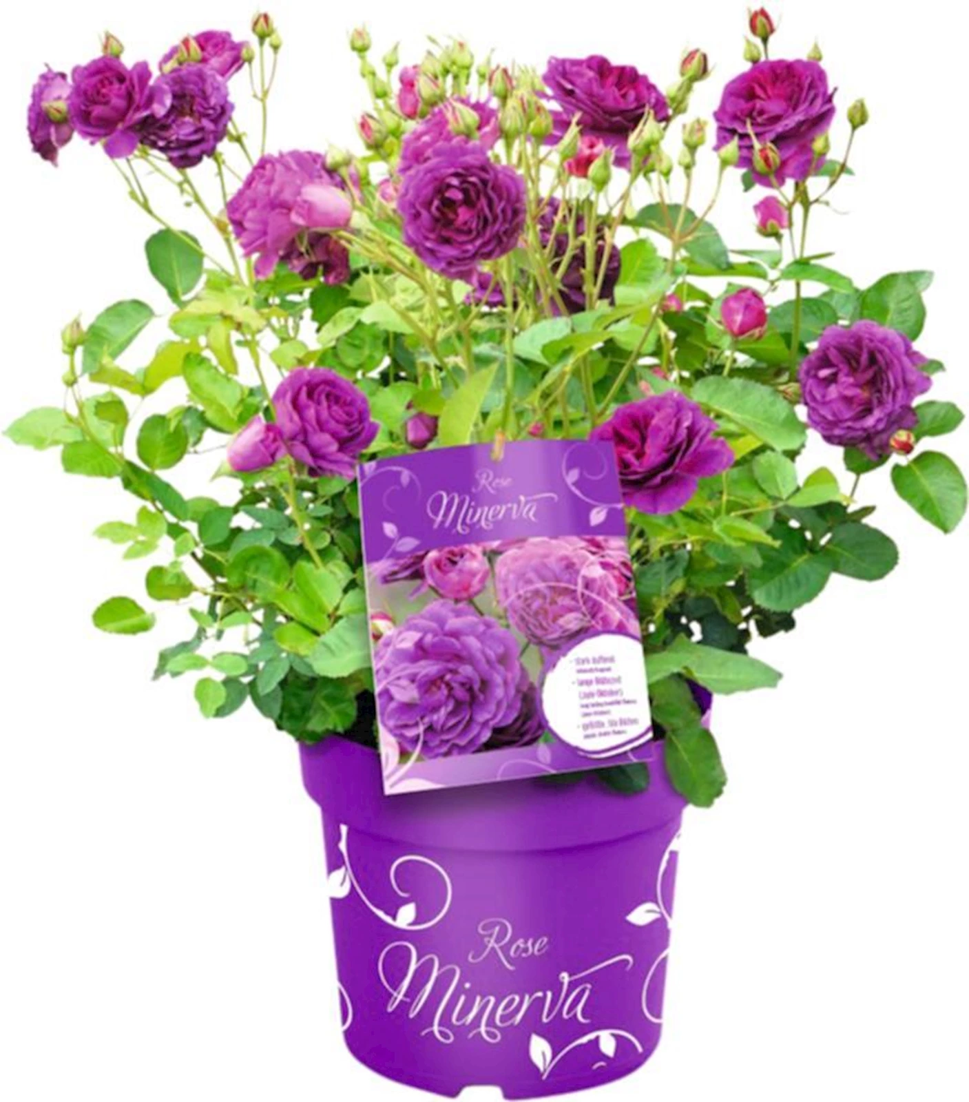 Rose Minerva P6 l