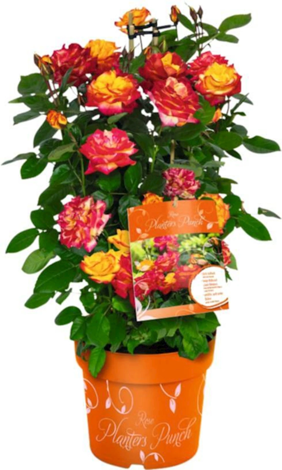 Rosa Planters Punch P6 l